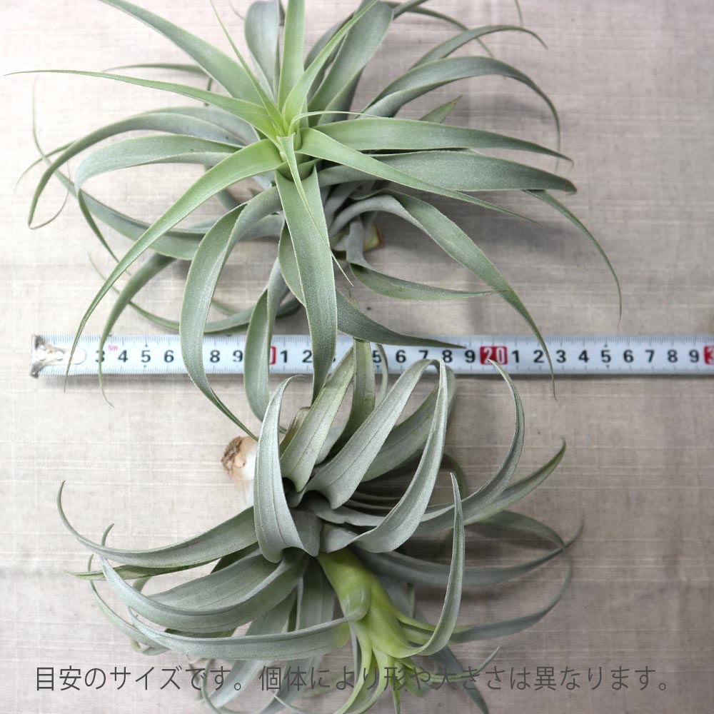 【SW6様】チランジア　カクティコラ チランジア ／ カクティコラ CL (T.cacticola) | 常葉植物園 Tokiwa