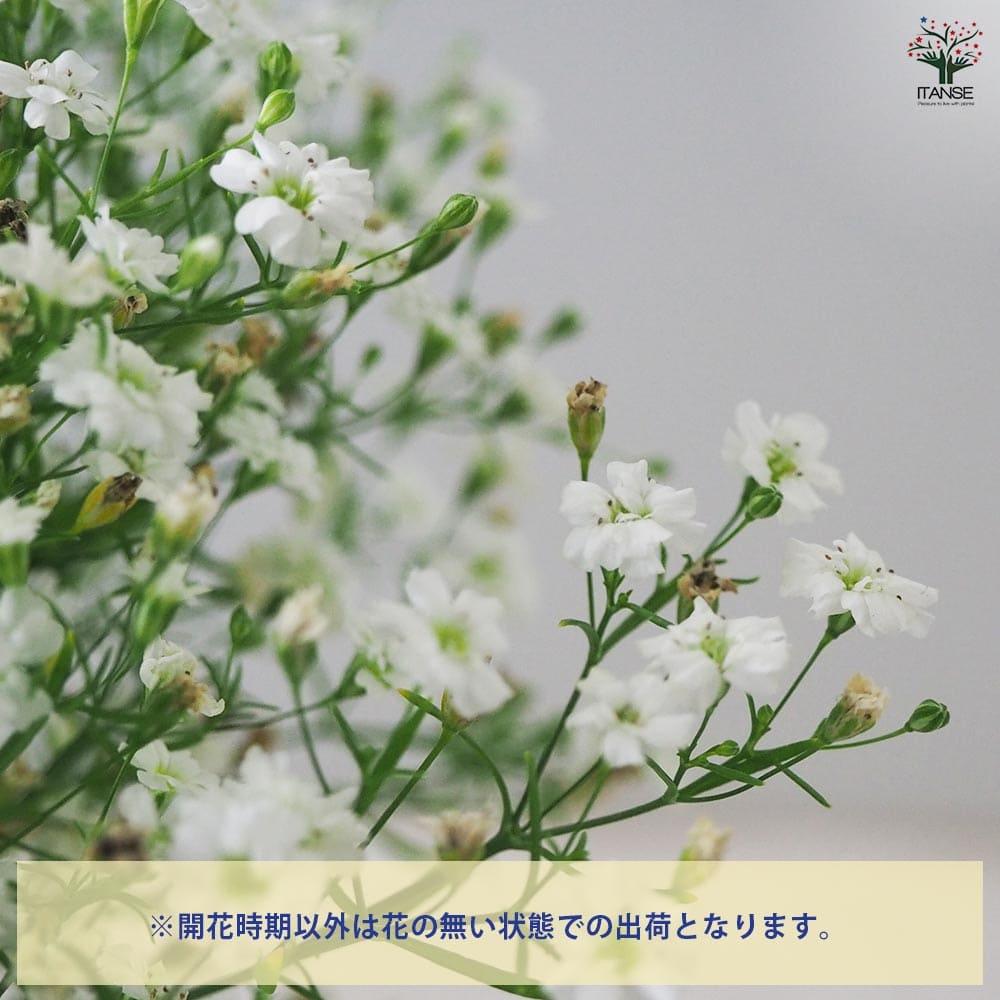 カスミソウ ジプシー ホワイト 2個～【花苗 3号ポット】｜ 【植物の