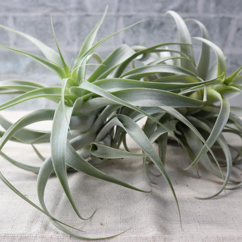 エアープランツ チランジア カクティコラ ブライトリーフ Rサイズ【幅