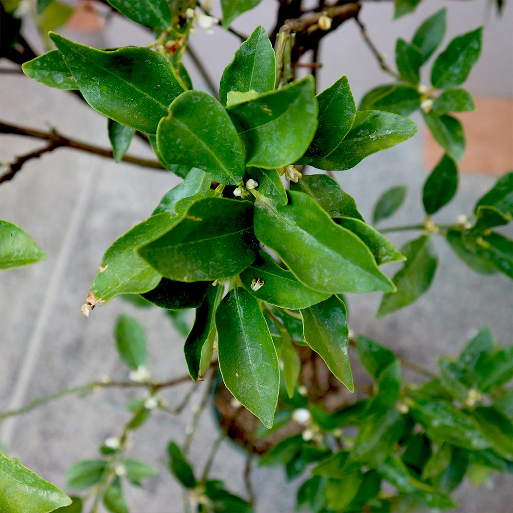 金柑の苗木 ぷちまる【果樹苗 3年生 接木苗24cmポット／1個】｜ 【植物