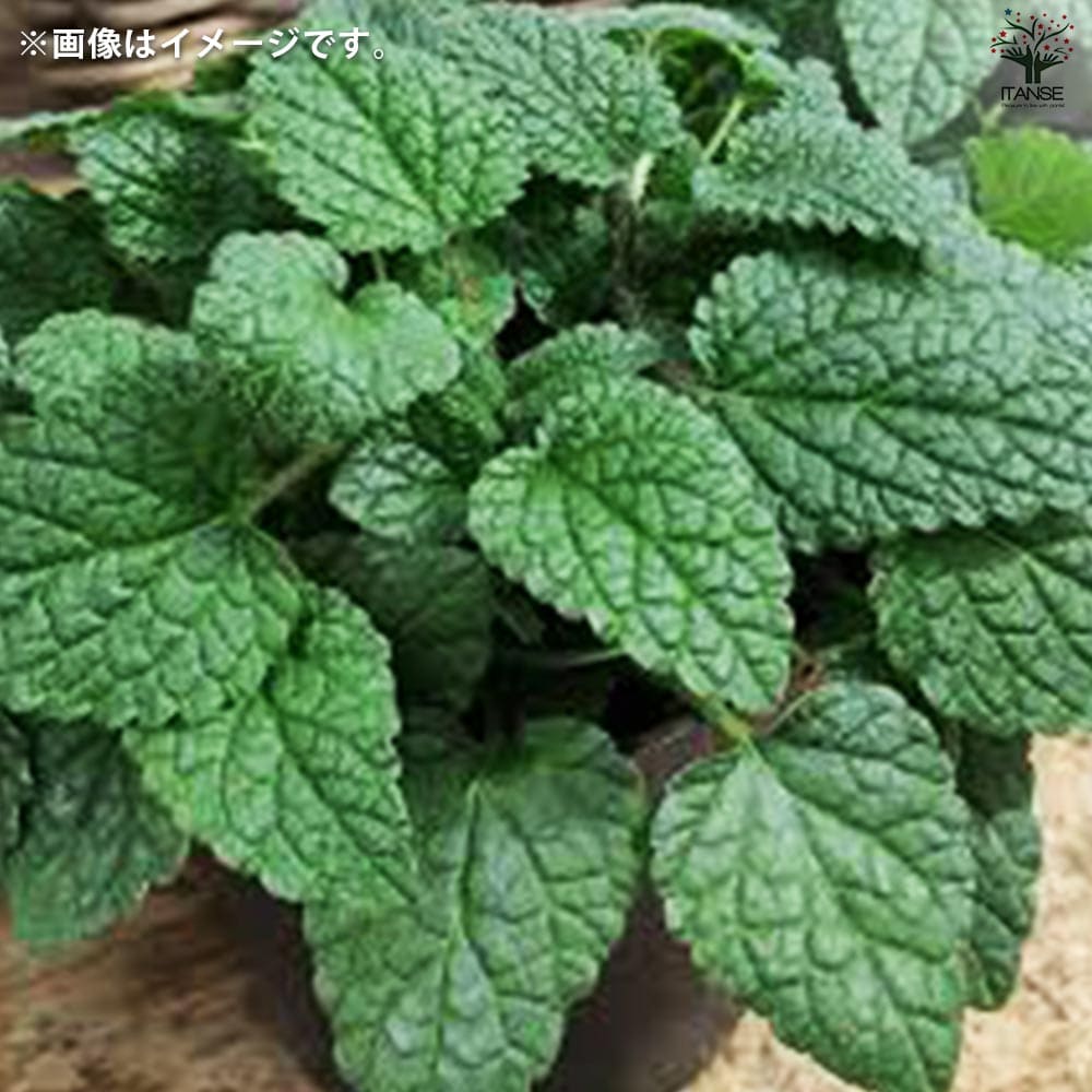 栽培セット グリーンカン オレンジバーム 【1個売り】｜ 【植物の