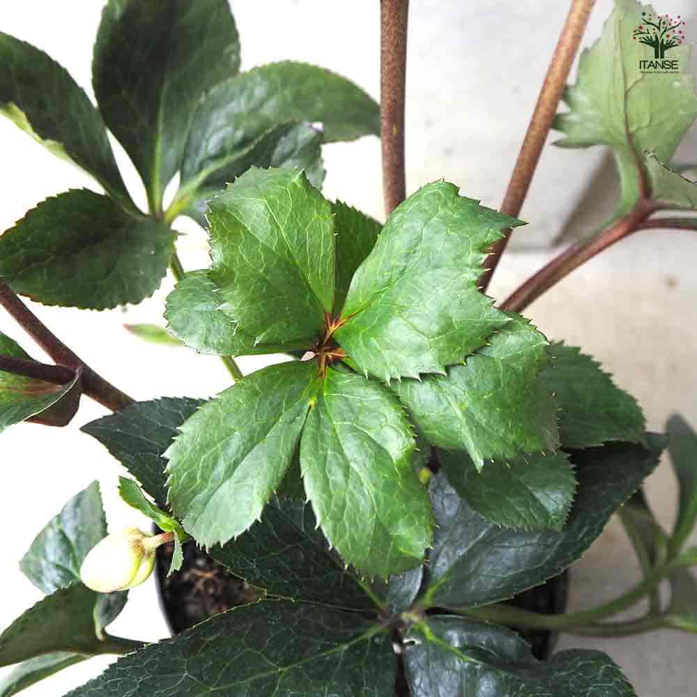 クリスマスローズ 氷の薔薇ダークピコティ 【花苗 6号鉢／1個売り