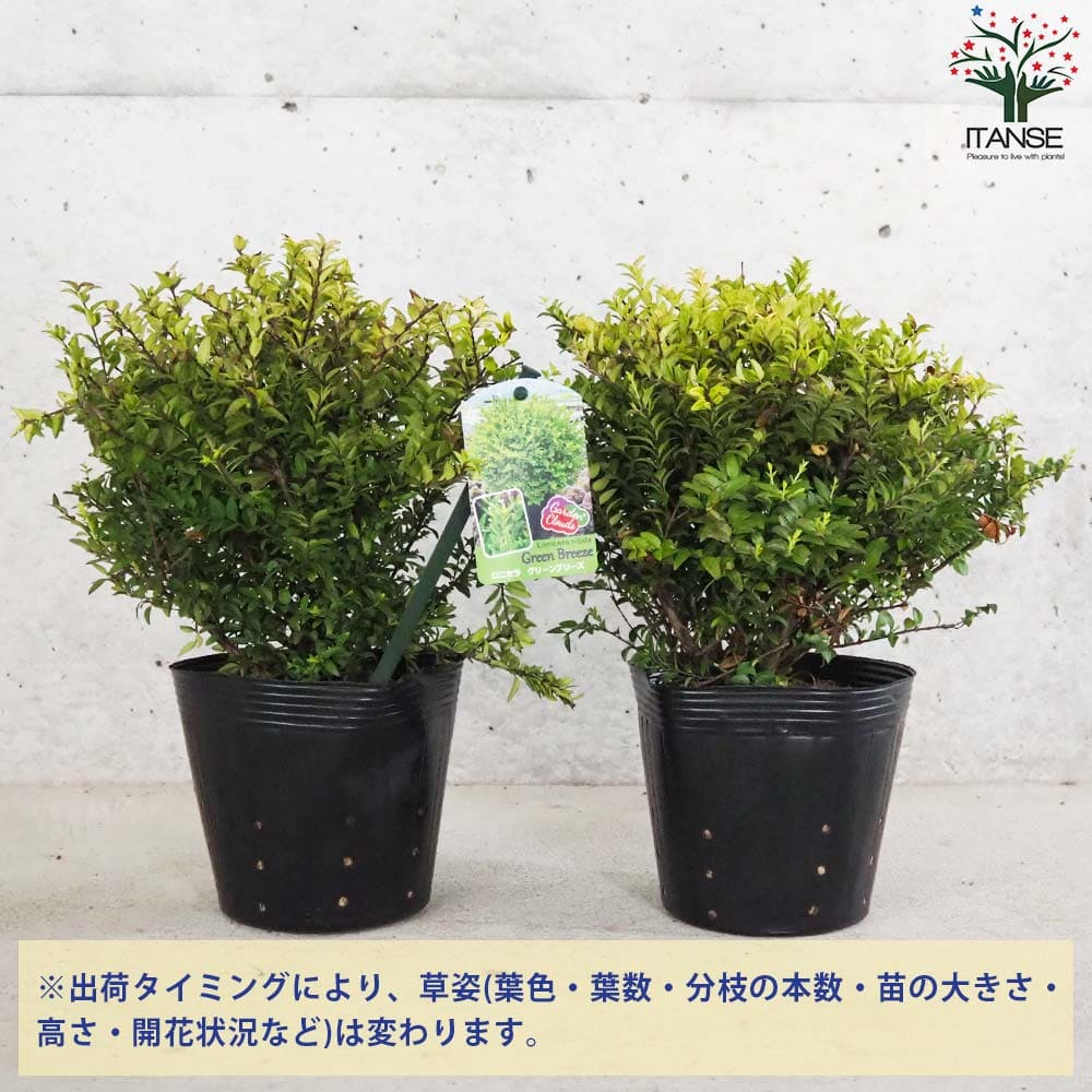 ロニセラ グリーンブリーズ/モーンガータ ラウンド Sサイズ グレイ付き 【花木苗 5号】