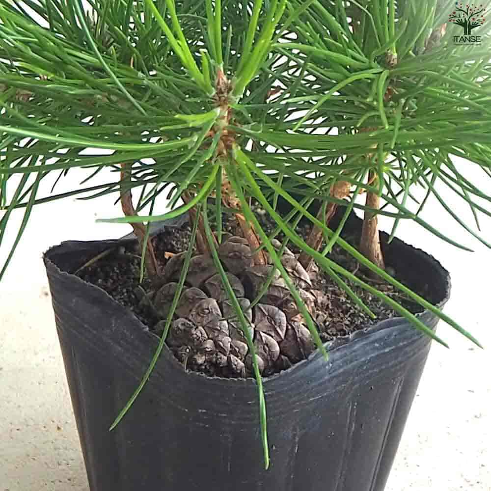 ぼっくり松 【盆栽 3号ポット】｜ 【植物のITANSE】全品送料無料