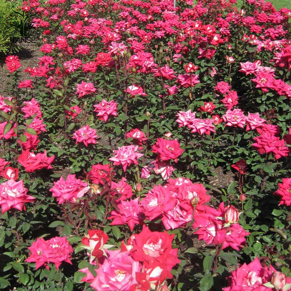 ラブハイブリッドティー(HT)ローズ 新苗 薔薇【花苗 4号ポット／1個