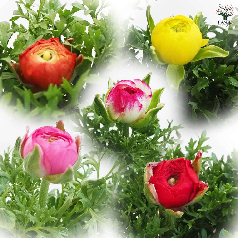 ラナンキュラス スプリンクル色MIX 2個～ 【花苗 3.5号ポット