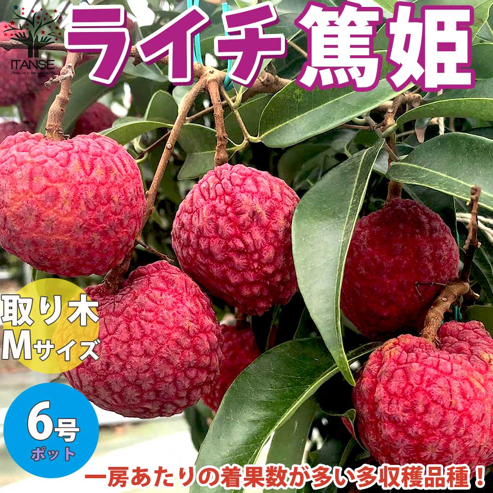 結実中❗️31 篤姫ライチ　半耐寒性 ③ 篤姫ライチ 半耐寒性（結実中❗️31 篤姫ライチ 半耐寒性