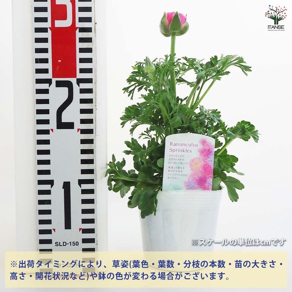 ラナンキュラス スプリンクル色MIX 2個～ 【花苗 3.5号ポット】