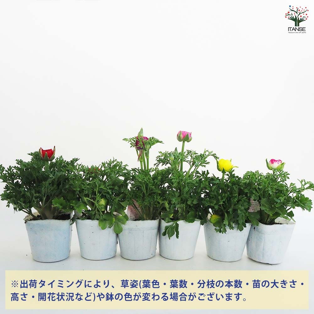 ラナンキュラス スプリンクル色MIX 2個～ 【花苗 3.5号ポット