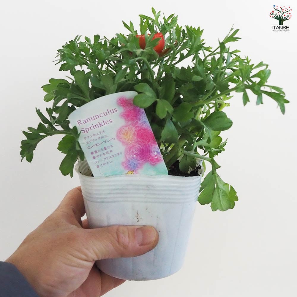 ラナンキュラス スプリンクル色MIX 2個～ 【花苗 3.5号ポット