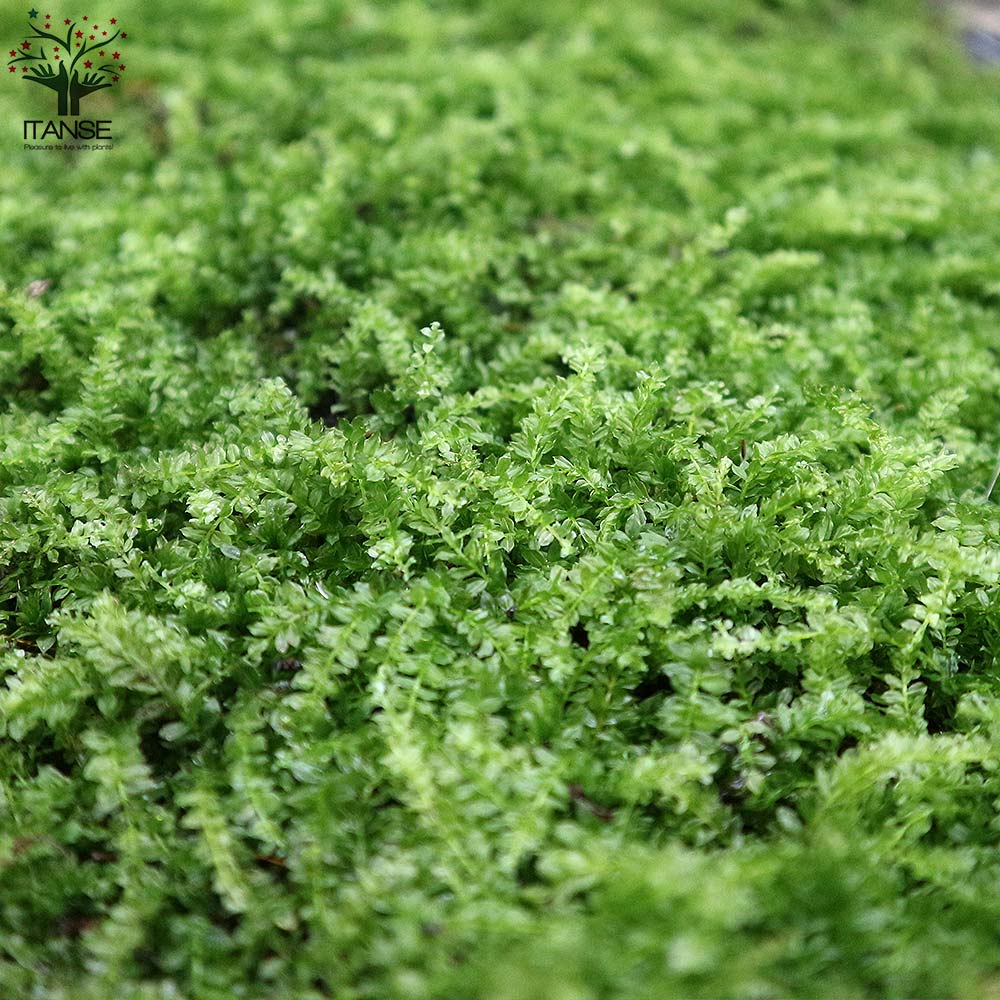 Itanse良品ｾﾚｸﾄ通販