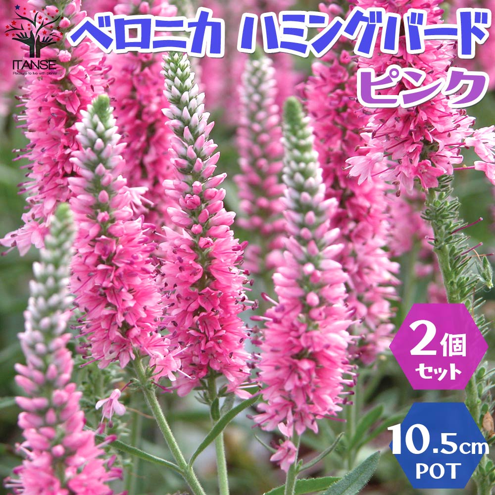ベロニカ ハミングバード ピンク【花苗 3.5号ポット／お買い得2