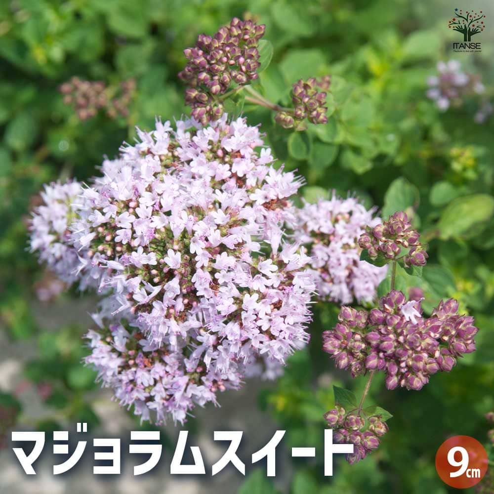 マジョラムスイート 【ハーブの苗 9cmポット】｜ 【植物のITANSE