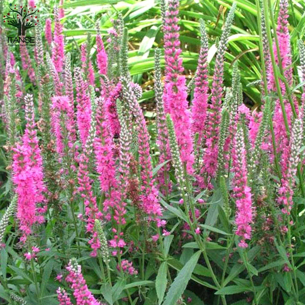 花苗 ベロニカ 3 5号ポット 丈夫 耐寒性 秋まで長く咲く ナチュラルガーデン 多年草 ファーストキス ピンク