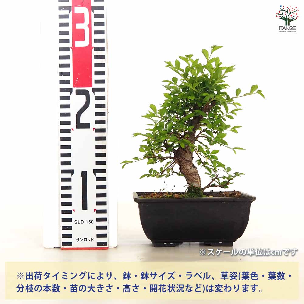 ケヤキ 楡欅(ニレケヤキ) 【盆栽 5号／1個売り】｜ 【植物の