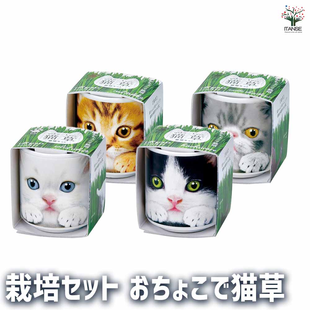 栽培セット おちょこで猫草