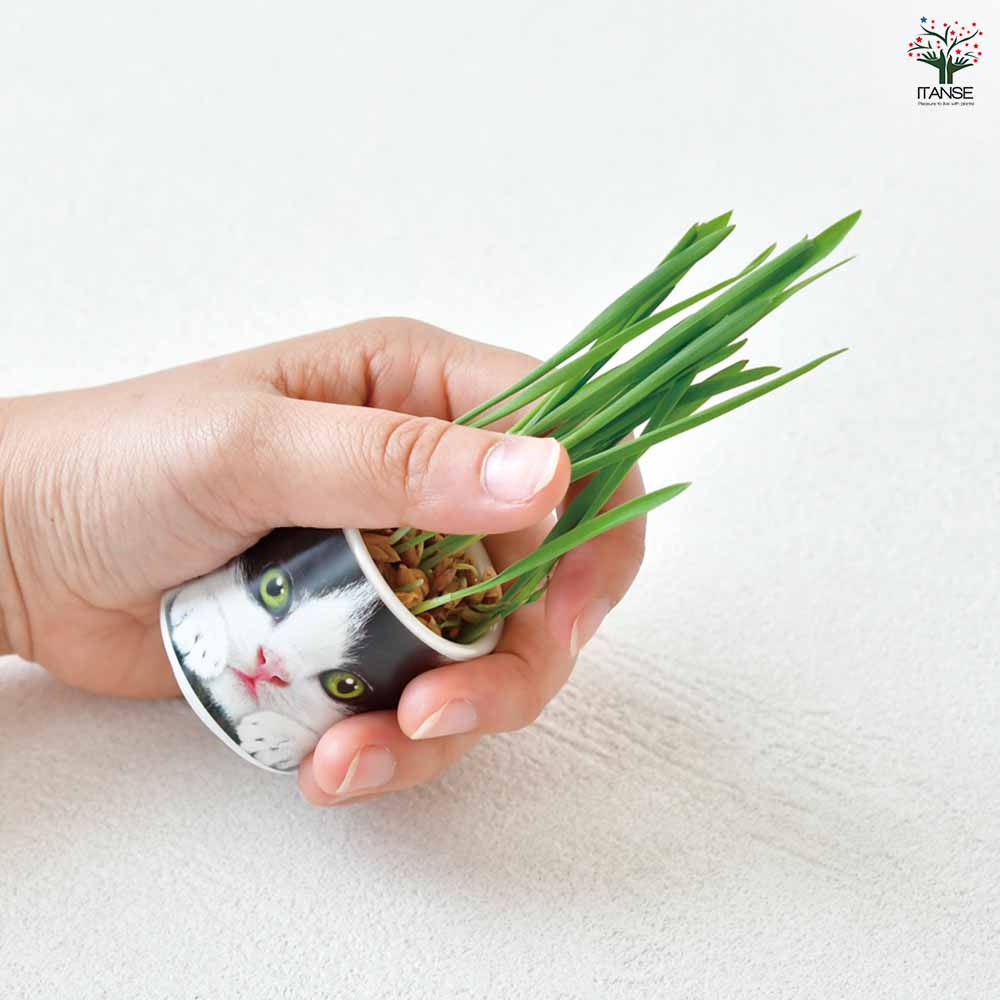 栽培セット おちょこで猫草