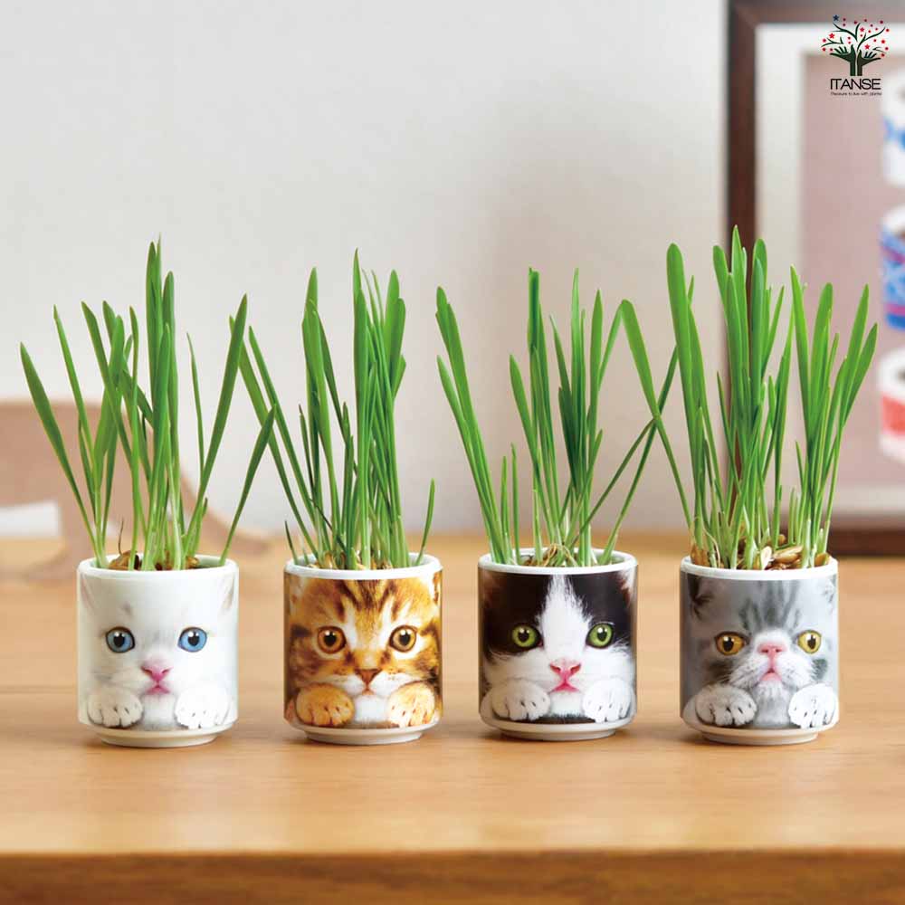 栽培セット おちょこで猫草｜ 【植物のITANSE】全品送料無料・即