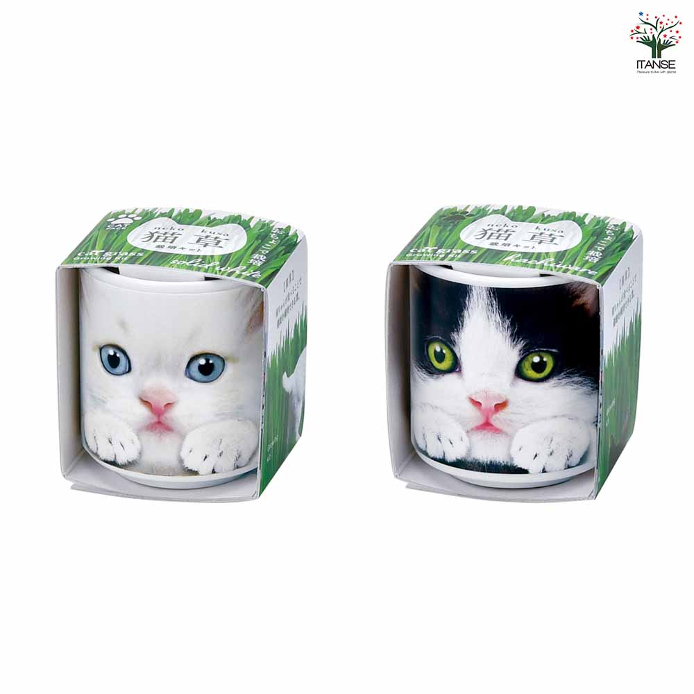 栽培セット おちょこで猫草｜ 【植物のITANSE】全品送料無料・即