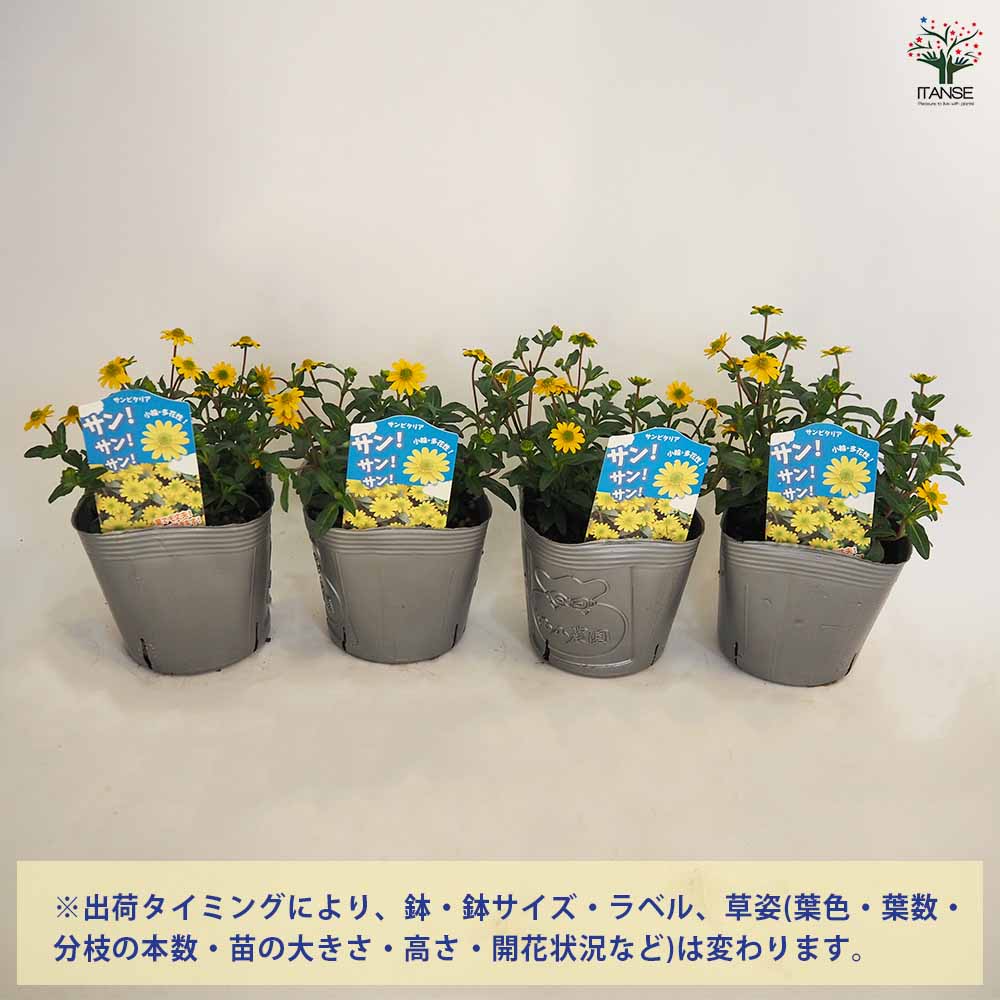 サンビタリア サンサンサン2個～ 【花苗 3.5号】｜ 【植物の