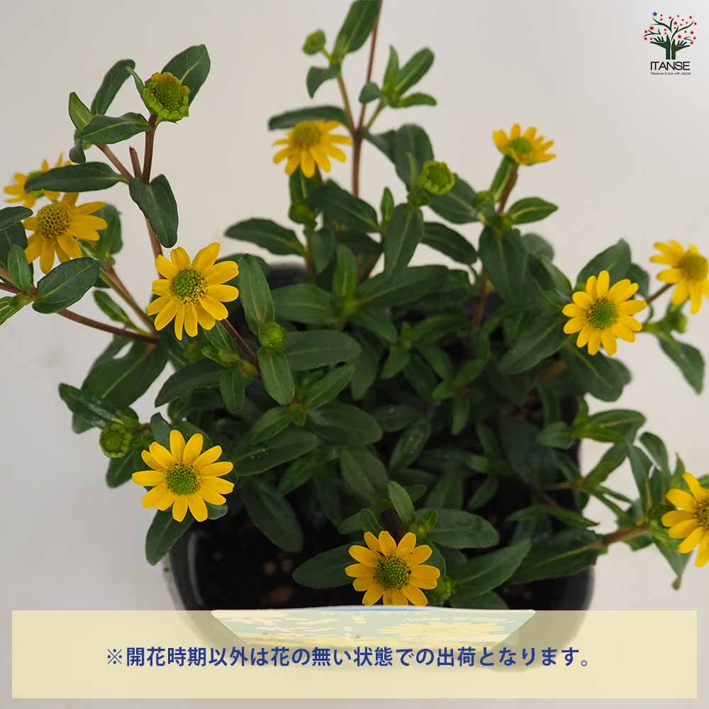 サンビタリア サンサンサン2個～ 【花苗 3.5号】｜ 【植物の