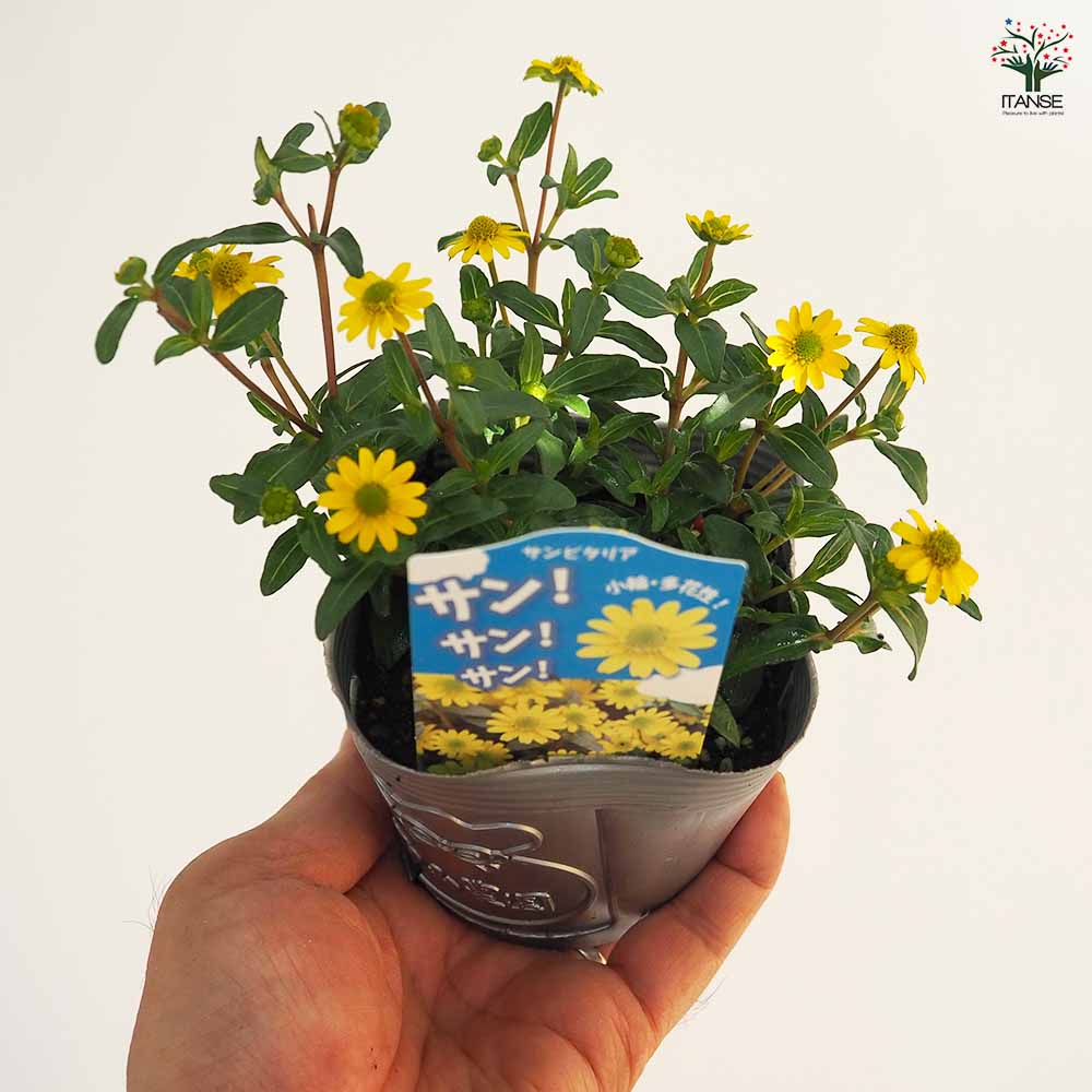 サンビタリア サンサンサン2個～ 【花苗 3.5号】｜ 【植物の