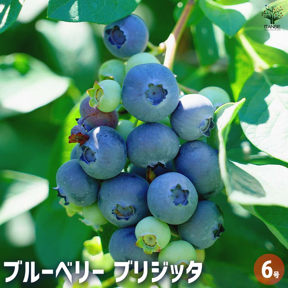 ブルーベリー苗　レガシー大苗2本セット ブルーベリー苗レガシー大苗2本セット ブルーベリー苗 レガシー大苗2本