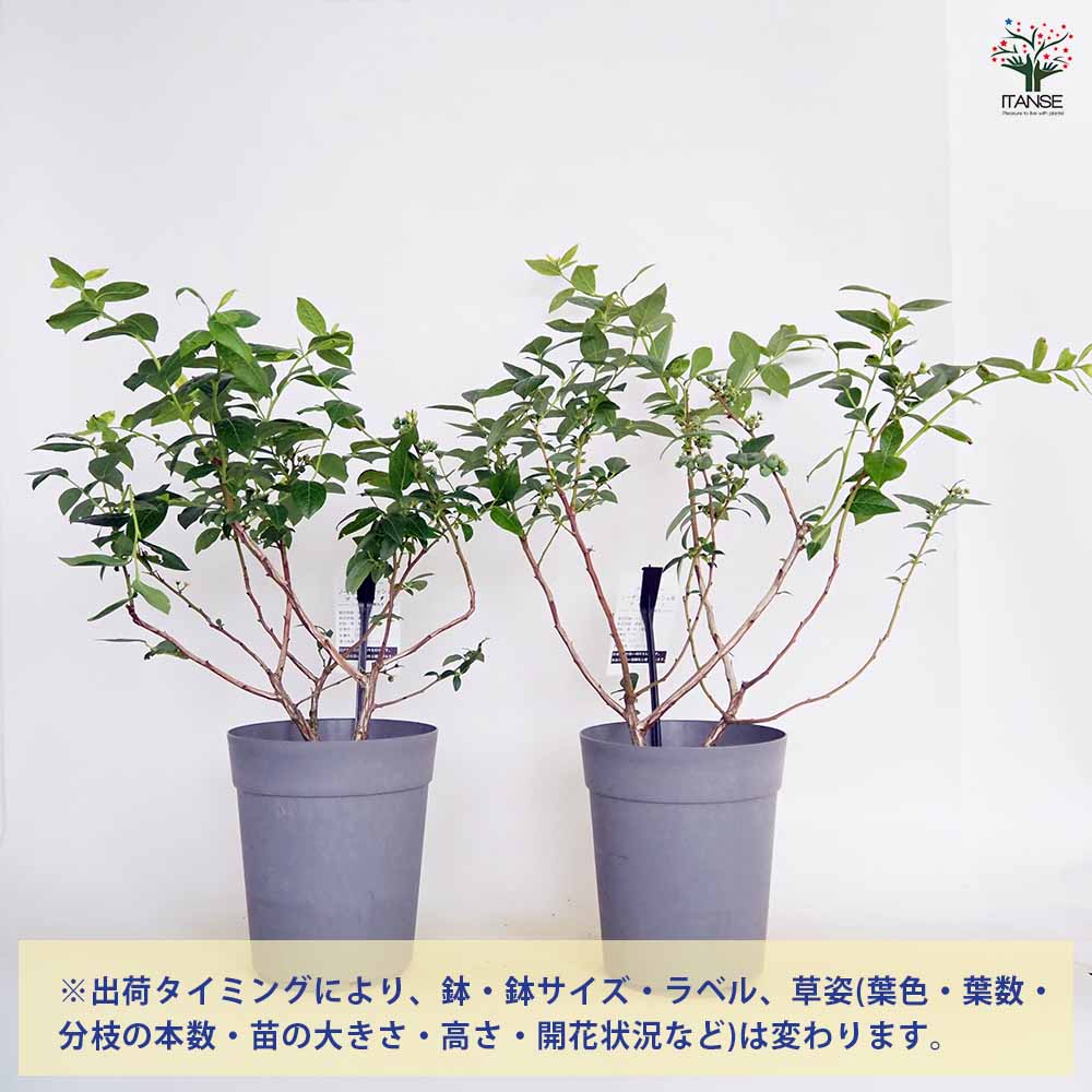 ブルーベリー ブリジッタ 【果樹の苗木 6号／1個売り】｜ 【植物の