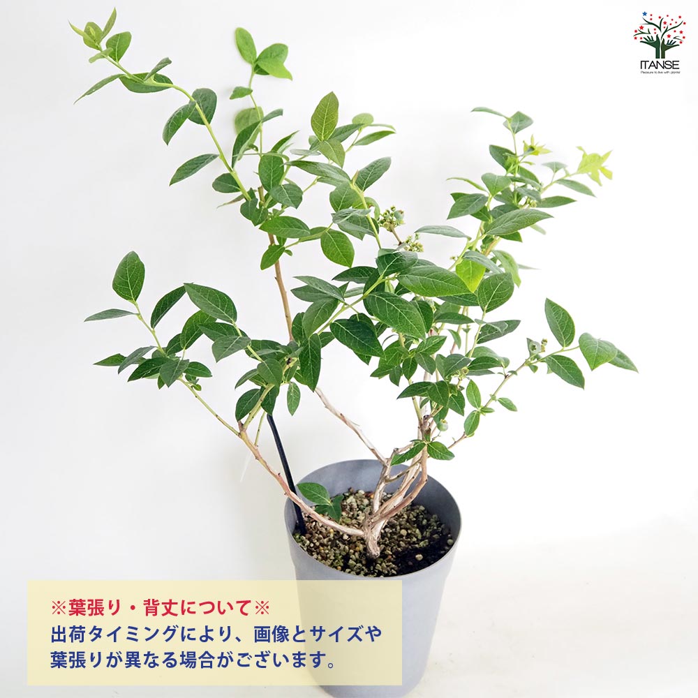ブルーベリー苗 レガシー&ブリジッタ大苗2本セット ブルーベリー苗