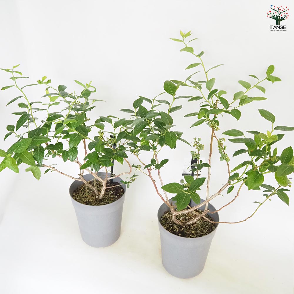 ブルーベリー ブリジッタ 【果樹の苗木 6号／1個売り】｜ 【植物の