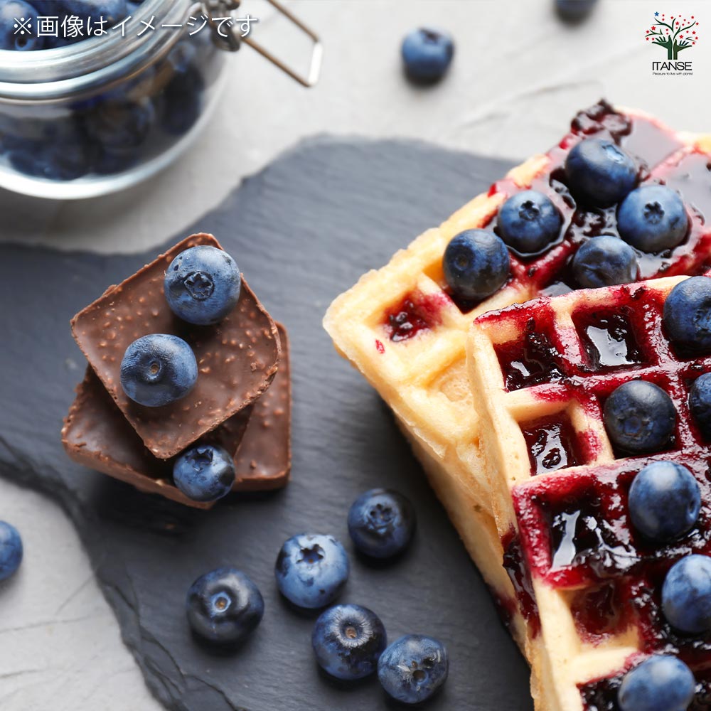 ブルーベリー ブリジッタ 【果樹の苗木 6号／1個売り】｜ 【植物の