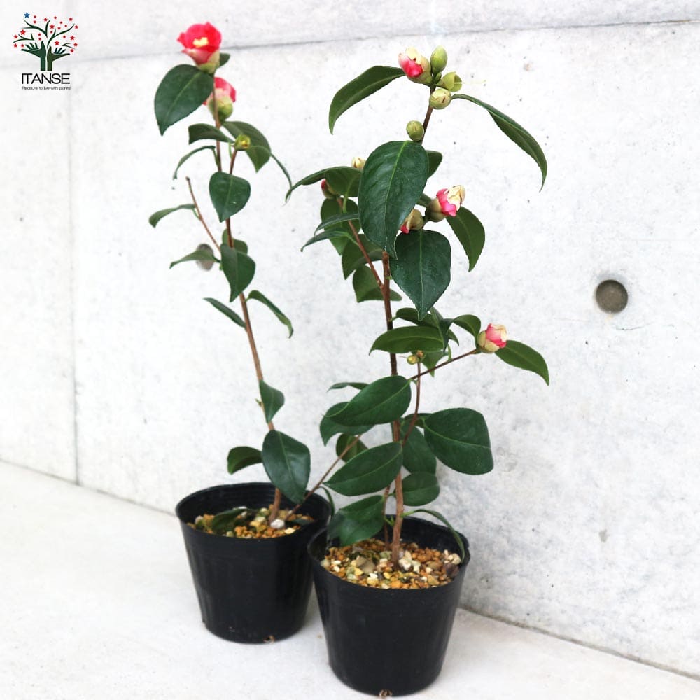 椿 小夜侘助(さよわびすけ)【庭木 4.5号鉢／1個売り】｜ 【植物の