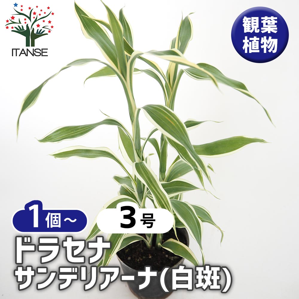 ドラセナ サンデリアーナ(白斑) 【観葉植物 3号】