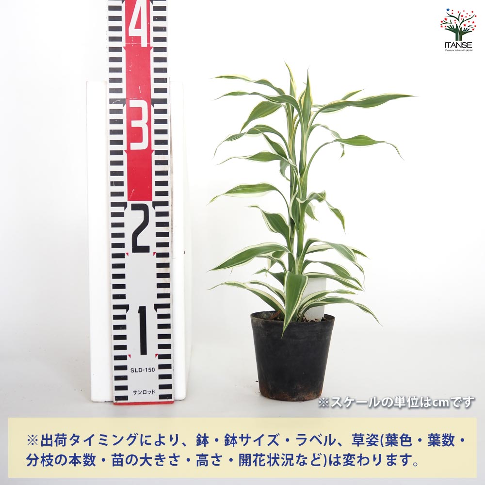 ドラセナ サンデリアーナ(白斑) 【観葉植物 3号】