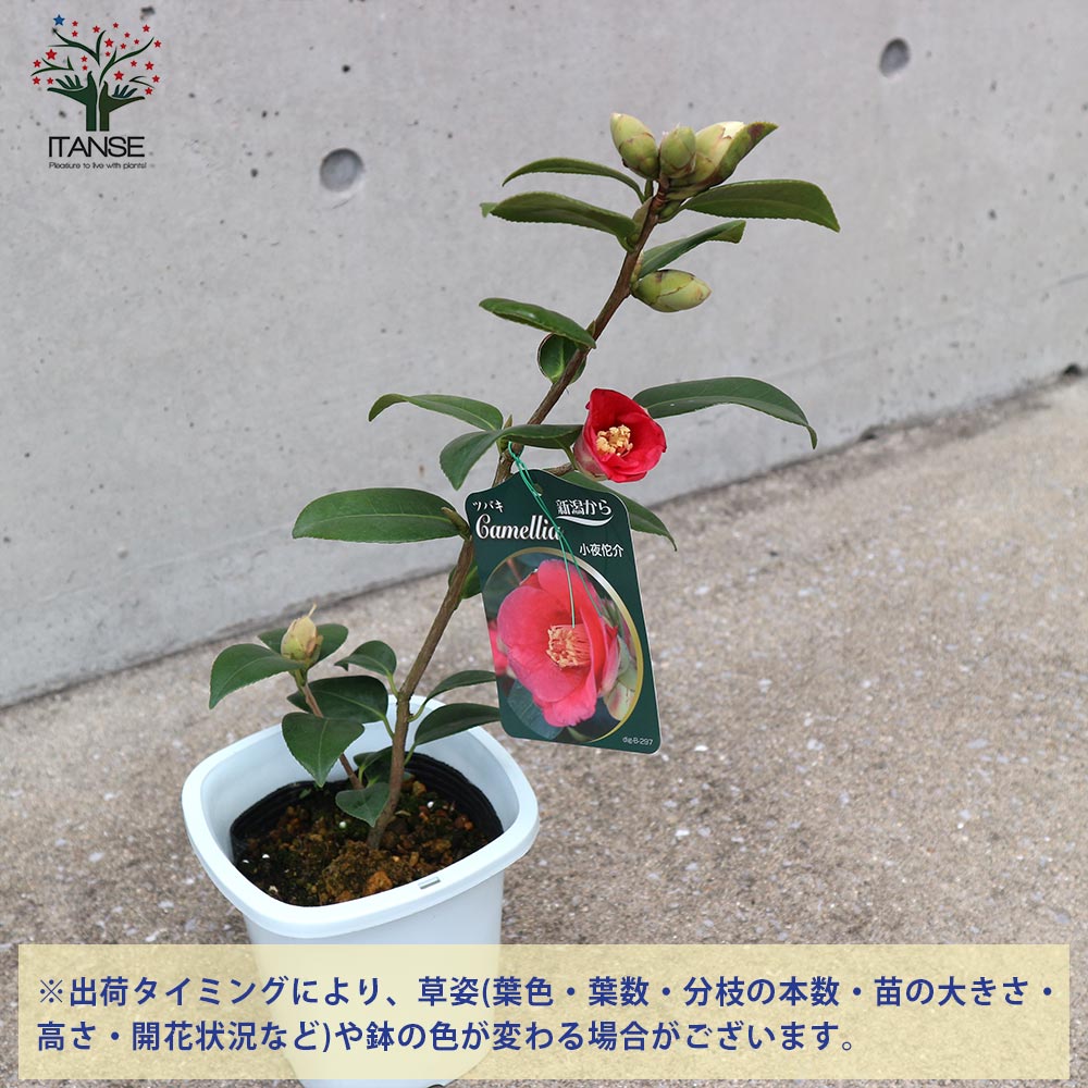 侘助 椿園オンラインショップ / 胡蝶侘助・こちょうわびすけ【別名