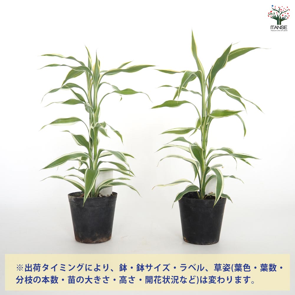 ドラセナ サンデリアーナ(白斑) 【観葉植物 3号】