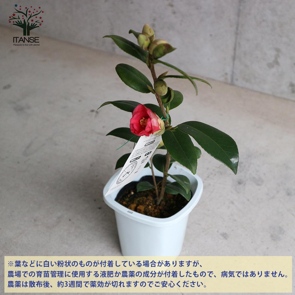 椿 小夜侘助(さよわびすけ)【庭木 4.5号鉢／1個売り】｜ 【植物の