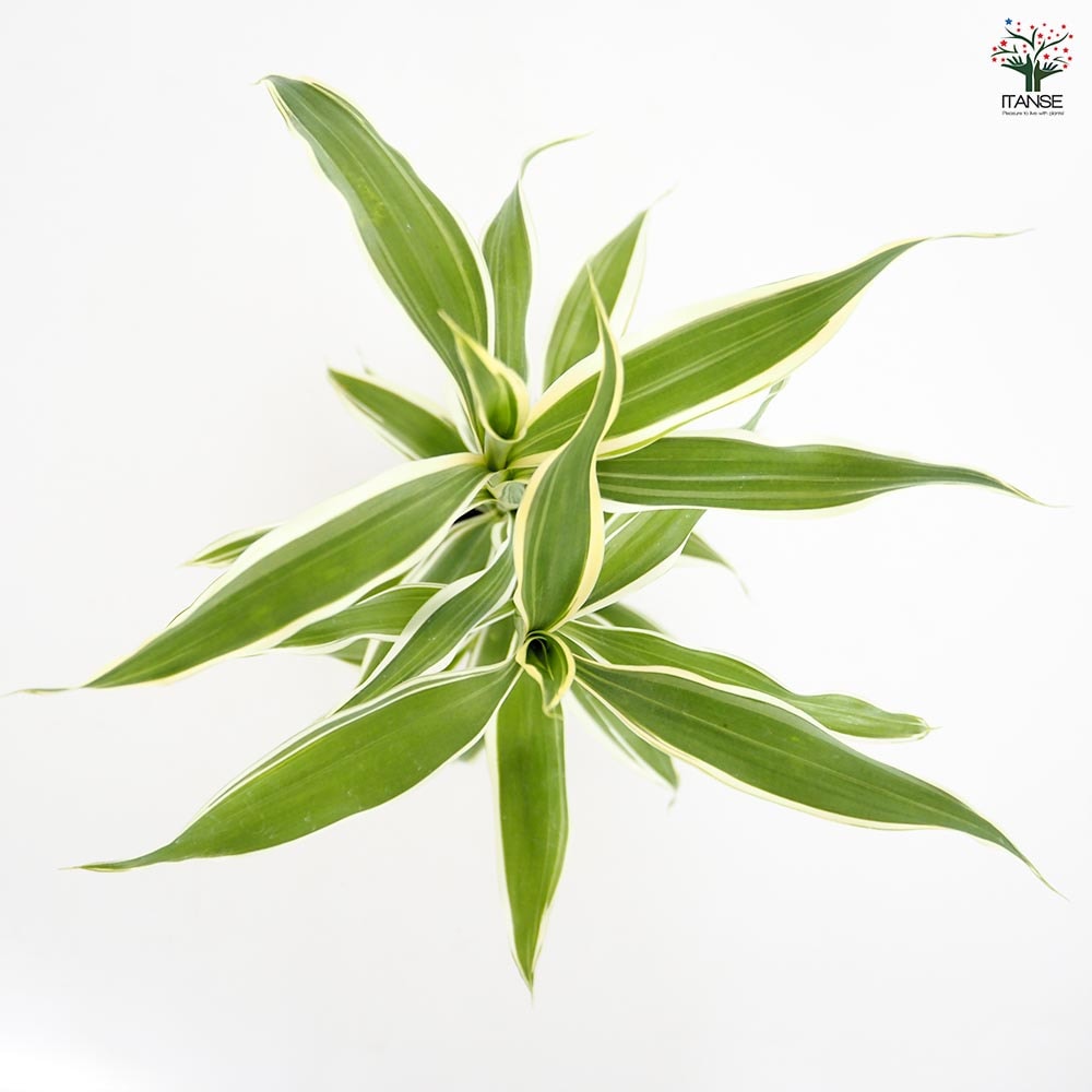 ドラセナ サンデリアーナ(白斑) 【観葉植物 3号】｜ 【植物の