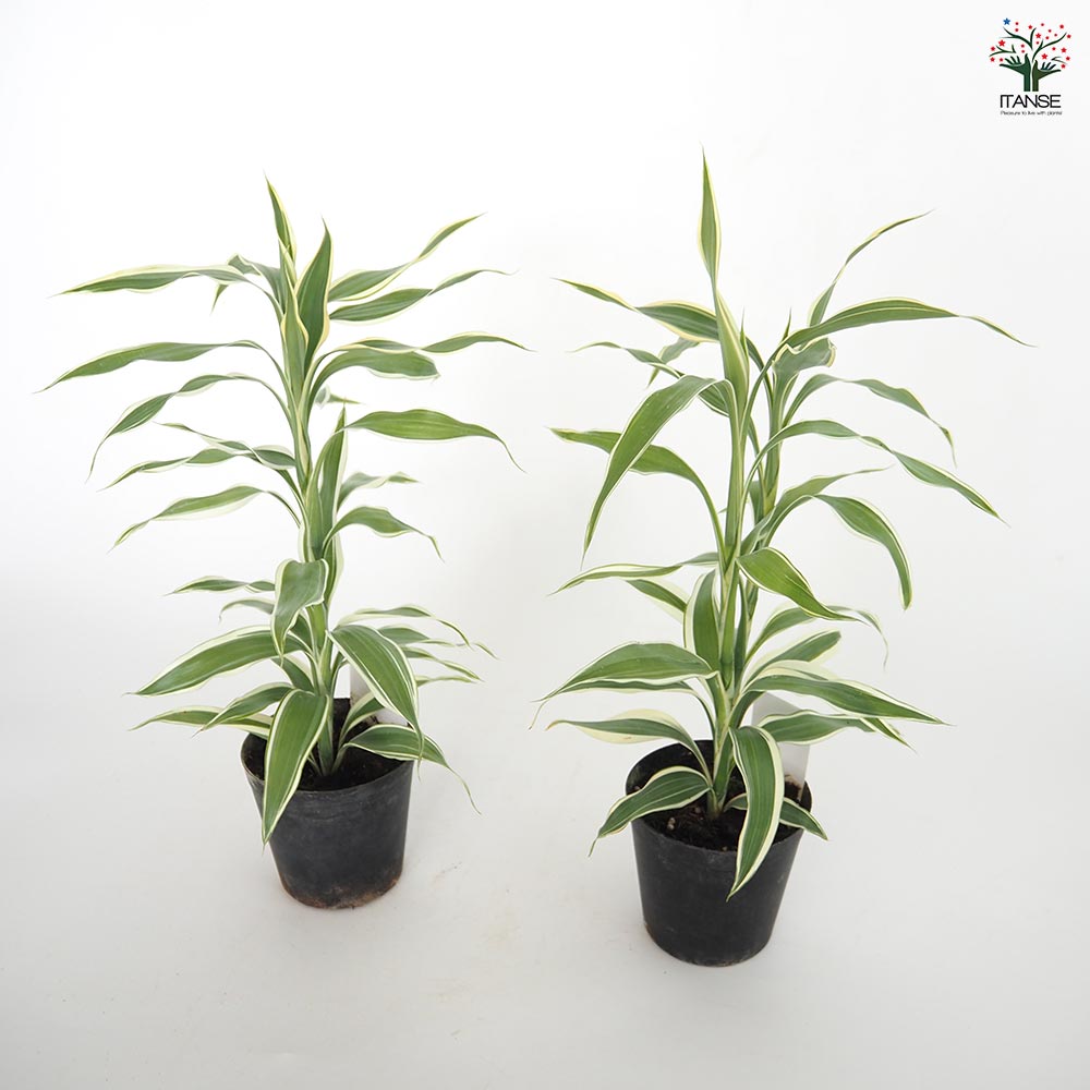 ドラセナ サンデリアーナ(白斑) 【観葉植物 3号】