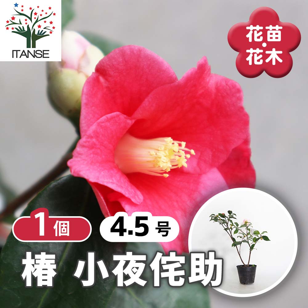 椿 小夜侘助(さよわびすけ)【庭木 4.5号鉢／1個売り】｜ 【植物の