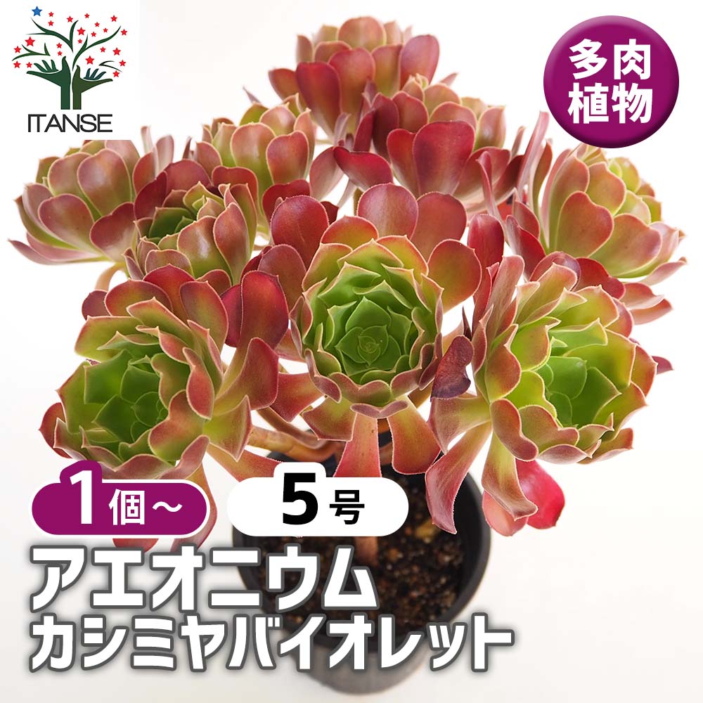 アエオニウム カシミヤバイオレット 【多肉植物 5号／1個売り