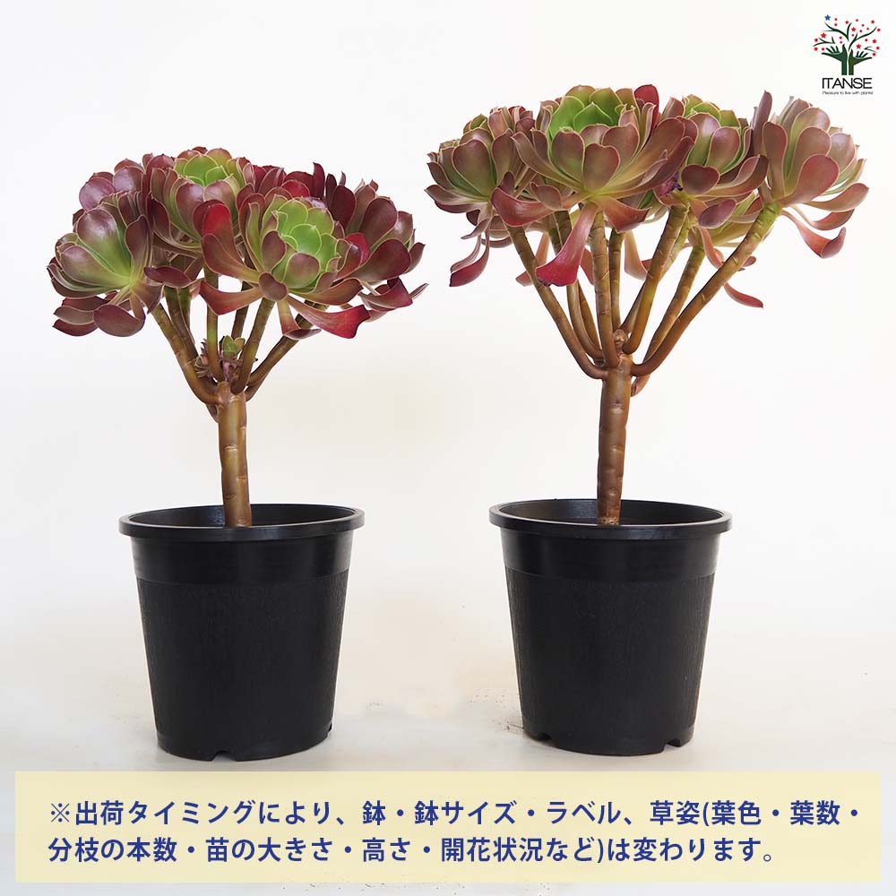 15#多肉植物アエオニウム❤️カシミヤバイオレットセッカ ❤️ 16cm拔き苗 アエオニウム・カシミヤバイオレット 【多肉植物 2.5号鉢／1個売り