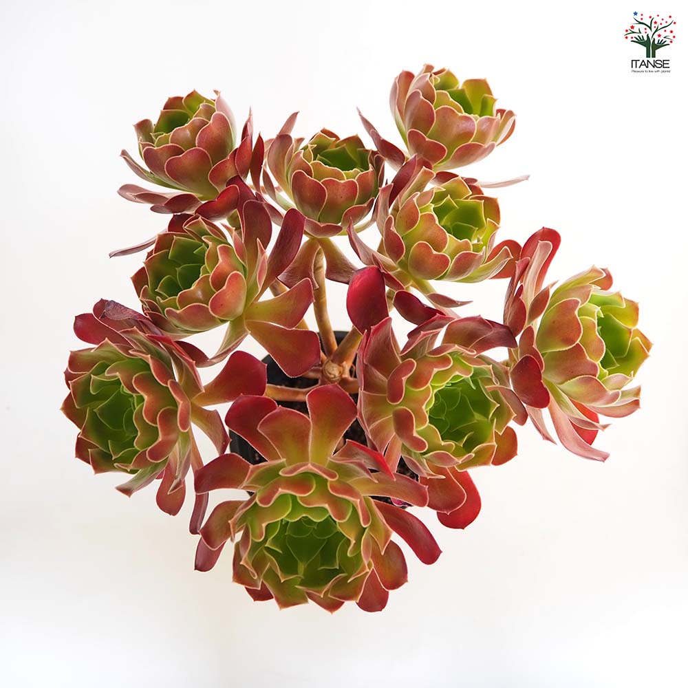 アエオニウム カシミヤバイオレット 【多肉植物 5号／1個売り