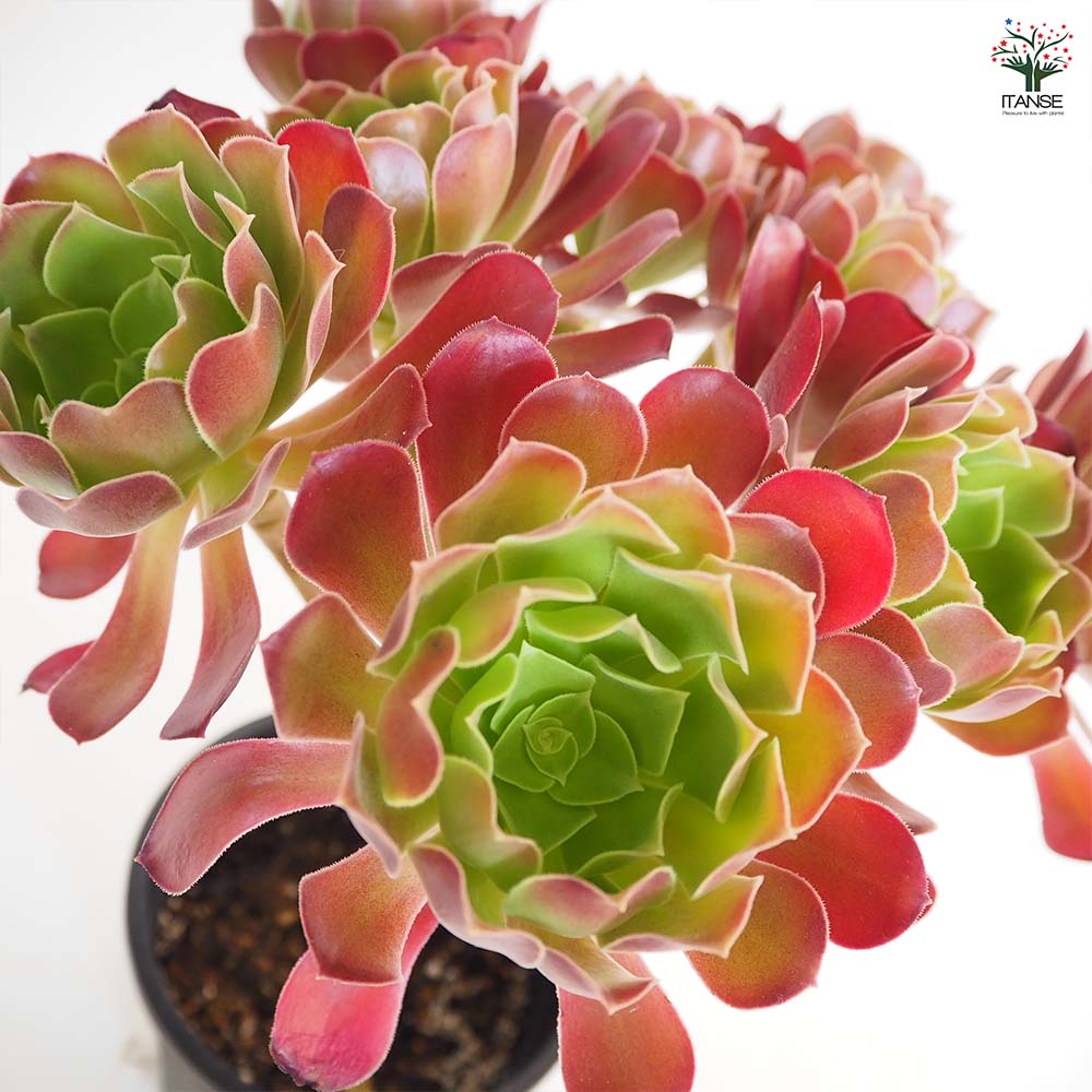 91#多肉植物アエオニウム❤️カシミヤバイオレット絲引き錦❤️1大頭11cm拔き苗 アエオニウム カシミヤバイオレット 【多肉植物 5号／1個売り