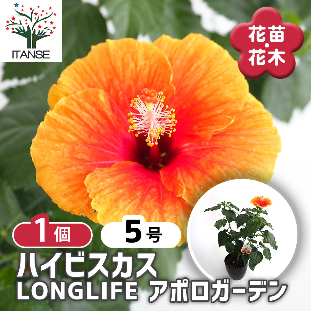 ハイビスカス LONGLIFE アポロガーデン 【花木苗 5号／1個売り