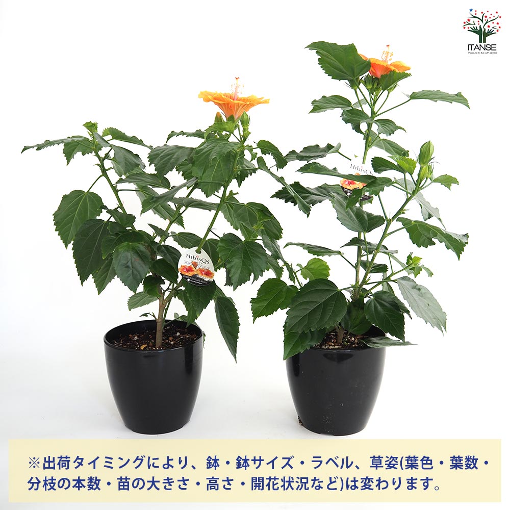 ハイビスカス LONGLIFE アポロガーデン 【花木苗 5号／1個売り