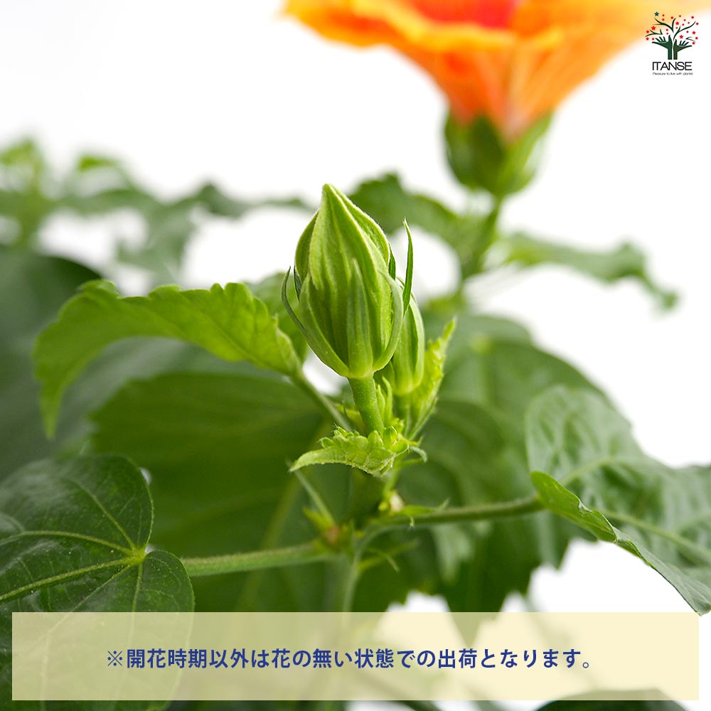 ハイビスカス LONGLIFE アポロガーデン 【花木苗 5号／1個売り