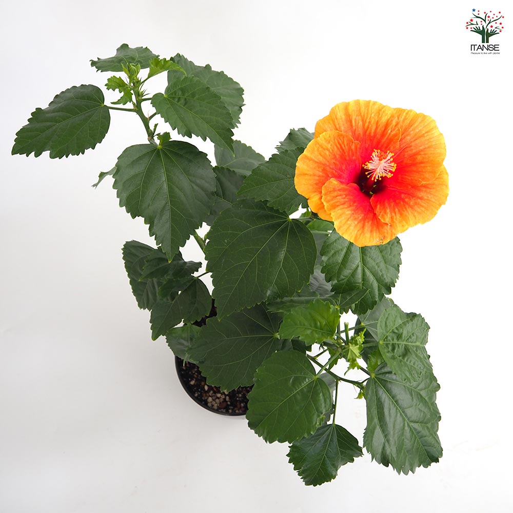 ハイビスカス Amazon | はなみどり ハイビスカス ロングライフシリーズ アポロ