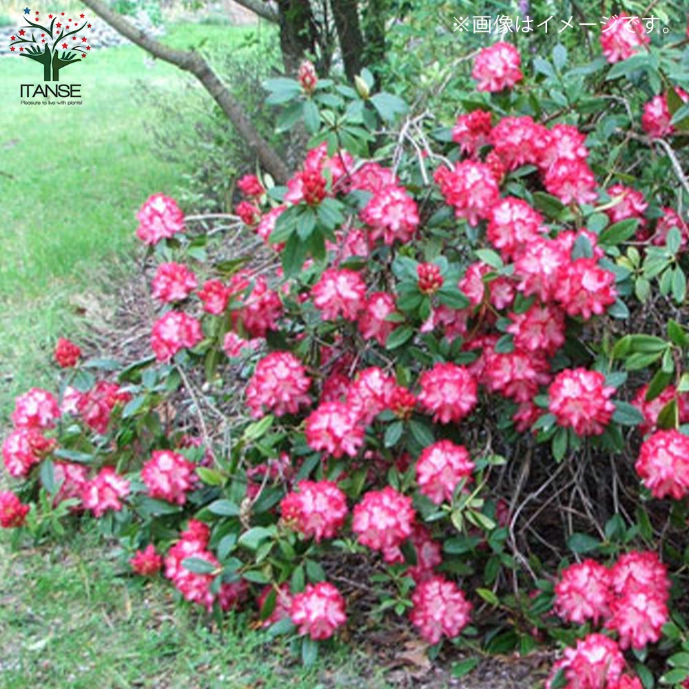 西洋シャクナゲ(石楠花) 品種：プレジデントルーズベルト【庭木 6号鉢