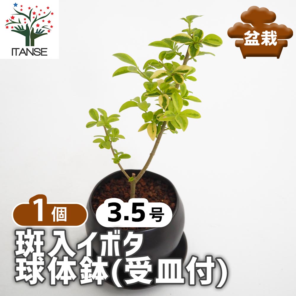 斑入イボタ 球体鉢(受皿付) 【盆栽 3.5号／1個売り】｜ 【植物の